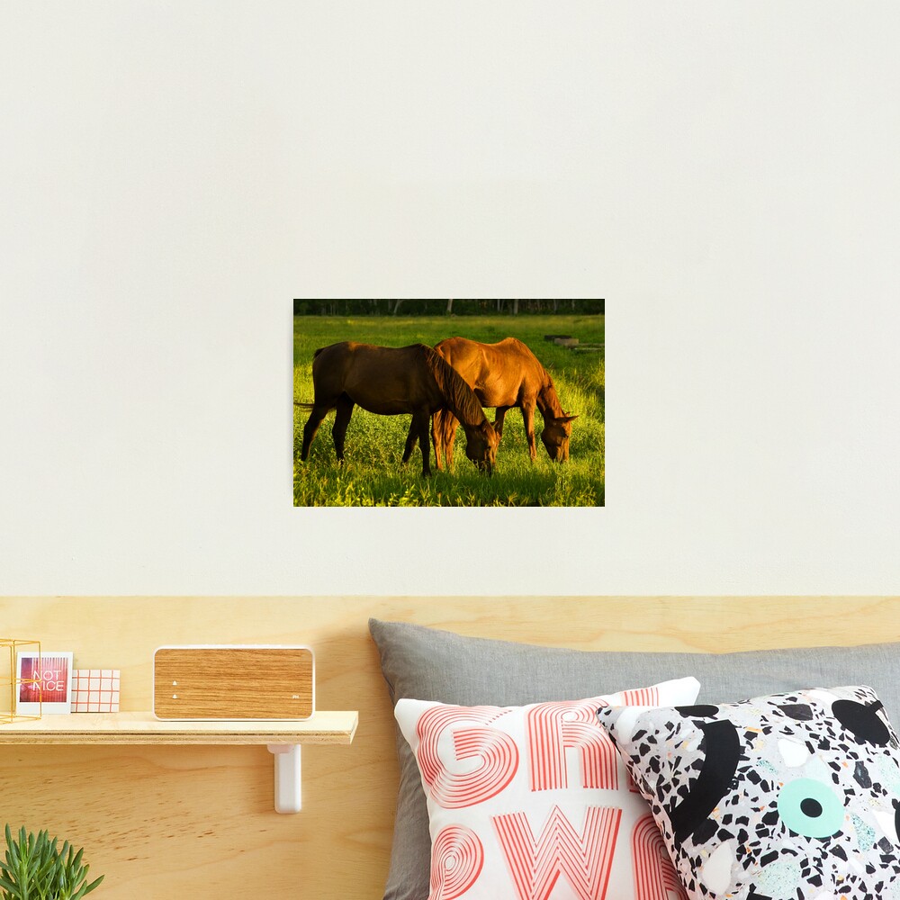 Grazing Photographic Print