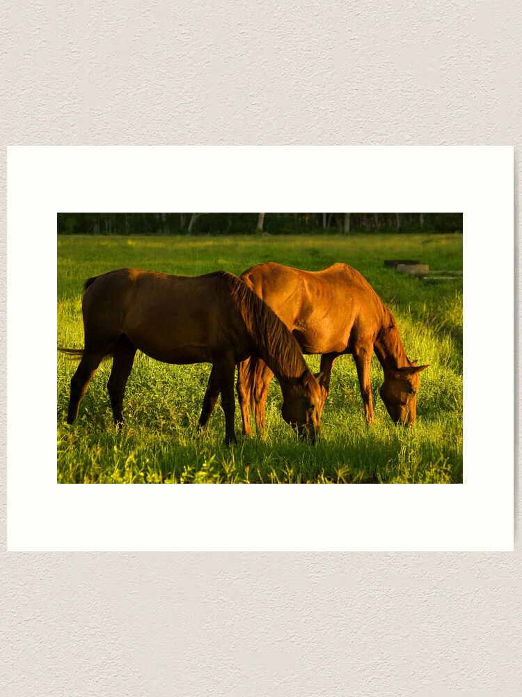 Alternate view of Grazing Art Print