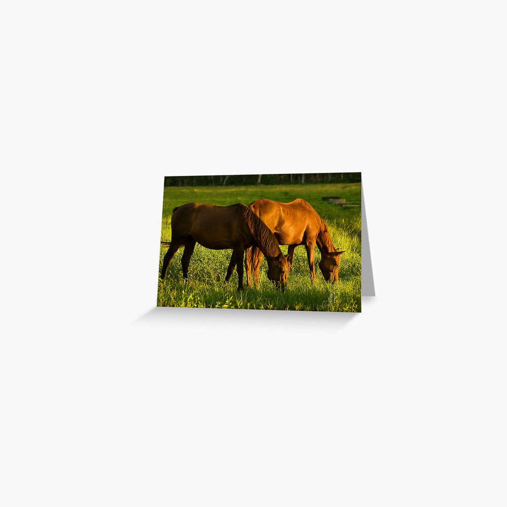 Grazing Greeting Card
