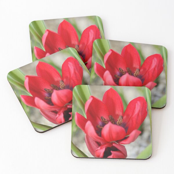 Item preview, Tulipa  'Lilliput'  Tulip   designed and sold by Chris Burrows.