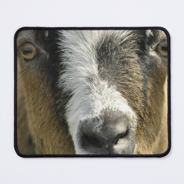 Item preview, Pygmy goat - Funny goat designed and sold by animal-animal.