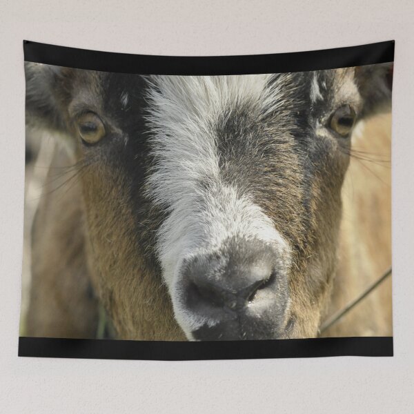 Item preview, Pygmy goat - Funny goat designed and sold by animal-animal.