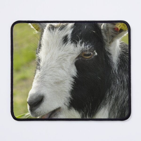 Item preview, Pygmy goat - mountain goat designed and sold by animal-animal.