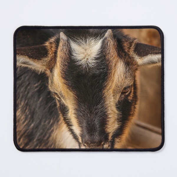 Item preview, Black goat - pygmy goat designed and sold by animal-animal.