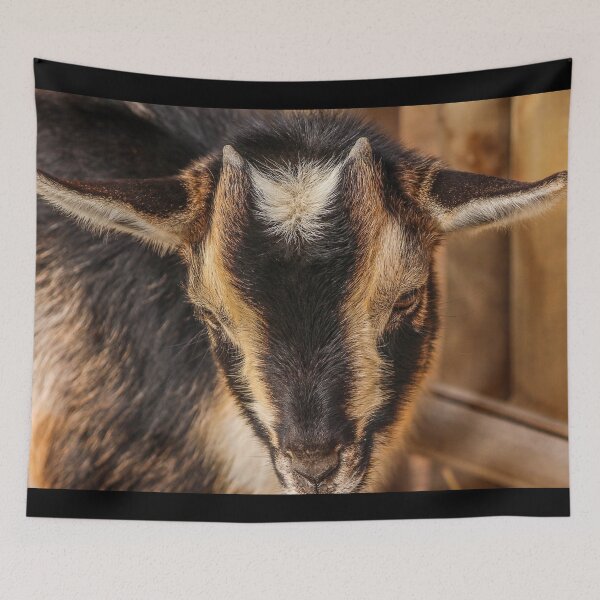Item preview, Black goat -  pygmy goat designed and sold by animal-animal.