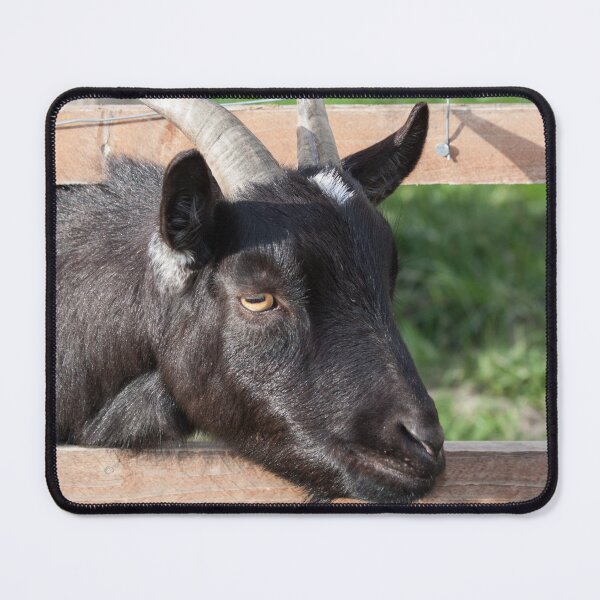 Item preview, Black goat - farm goat designed and sold by animal-animal.