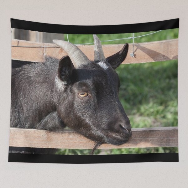 Aperçu de l'œuvre Black goat -  farm goat créée et vendue par animal-animal.