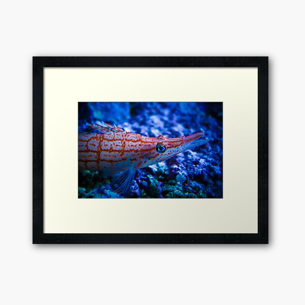 Orange Fish Framed Art Print