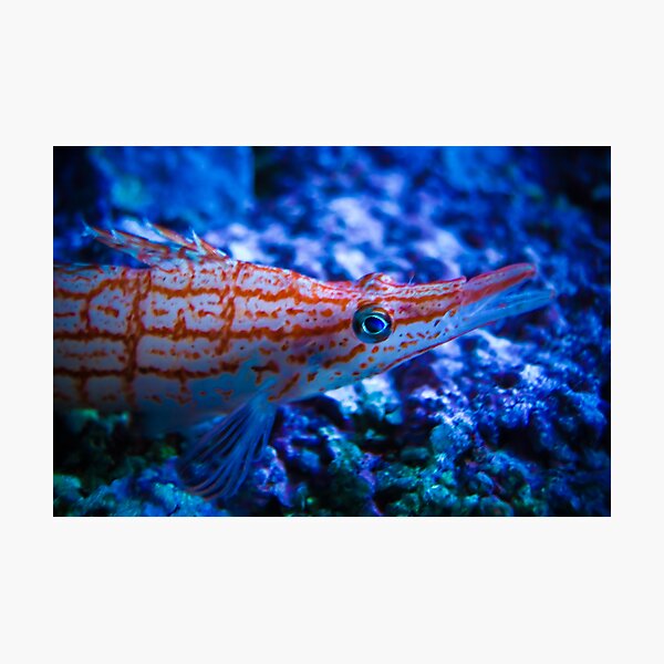 Orange Fish Photographic Print