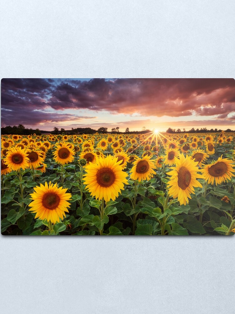 Alternate view of Sunshine Metal Print