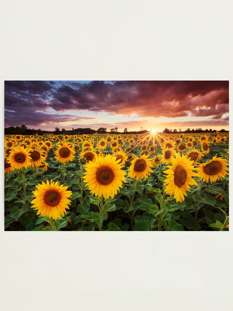 Alternate view of Sunshine Photographic Print