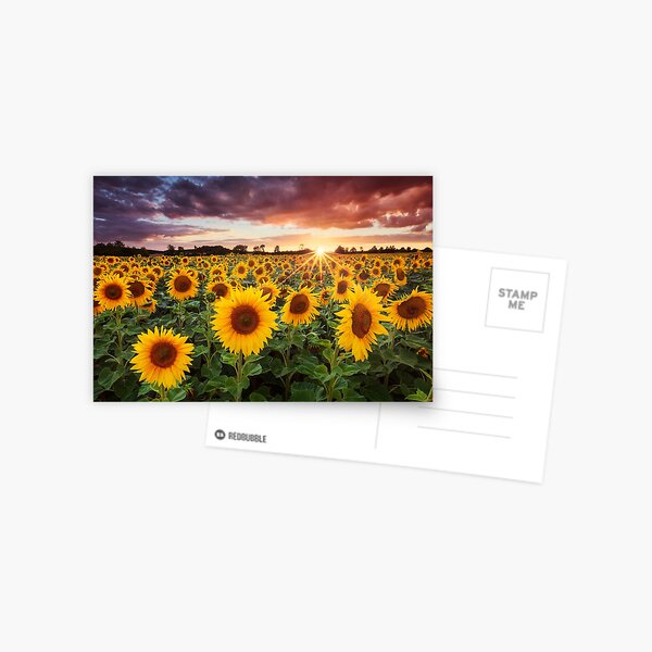 Sunshine Postcard