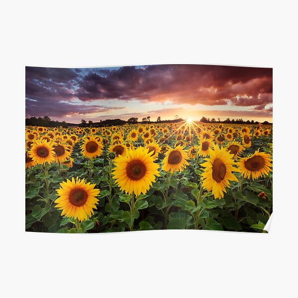 Sunshine Poster