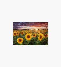 Sunshine Art Board