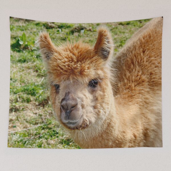 Item preview, ALPACA Baby designed and sold by AnnDixon.