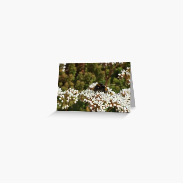 Bee Greeting Card