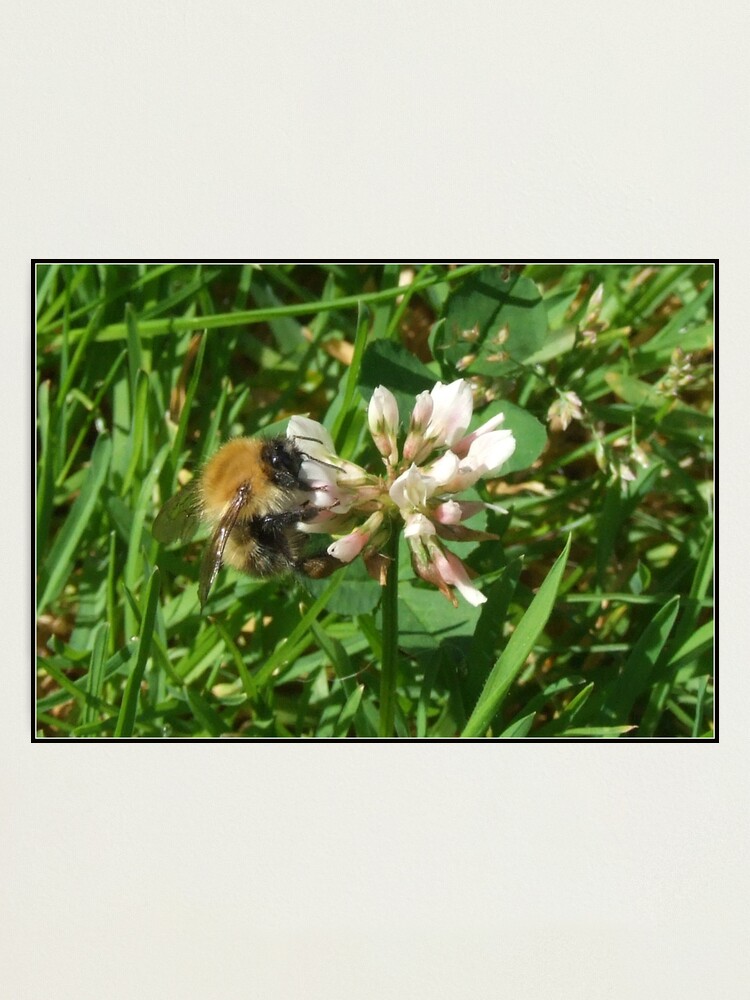Alternate view of Bee 2  Photographic Print