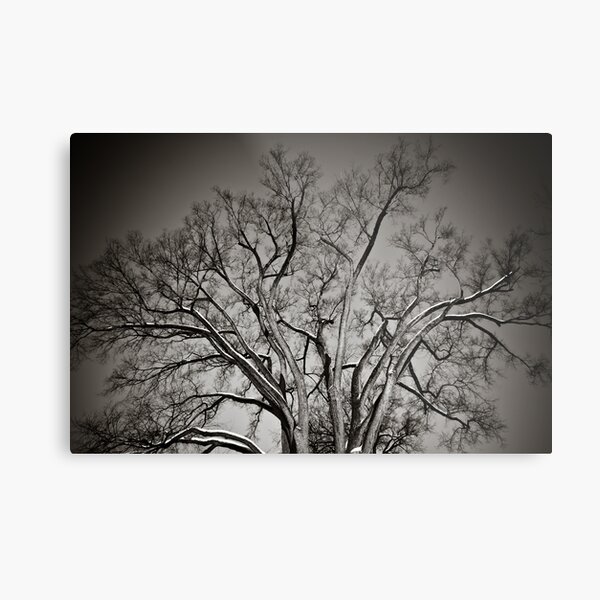 Hanover Tree Metal Print
