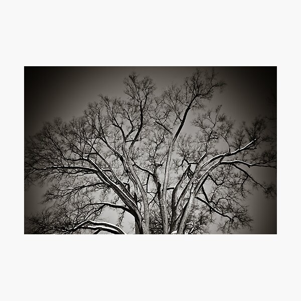 Hanover Tree Photographic Print
