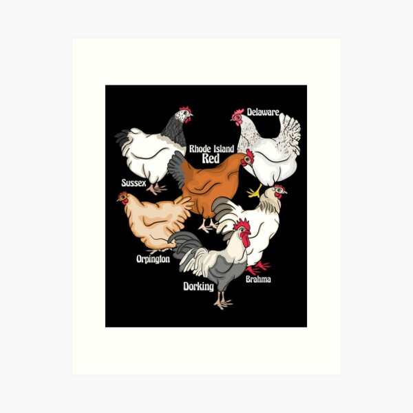 Backyard Chicken Breeds Art Print / Watercolor / Farmhouse Art