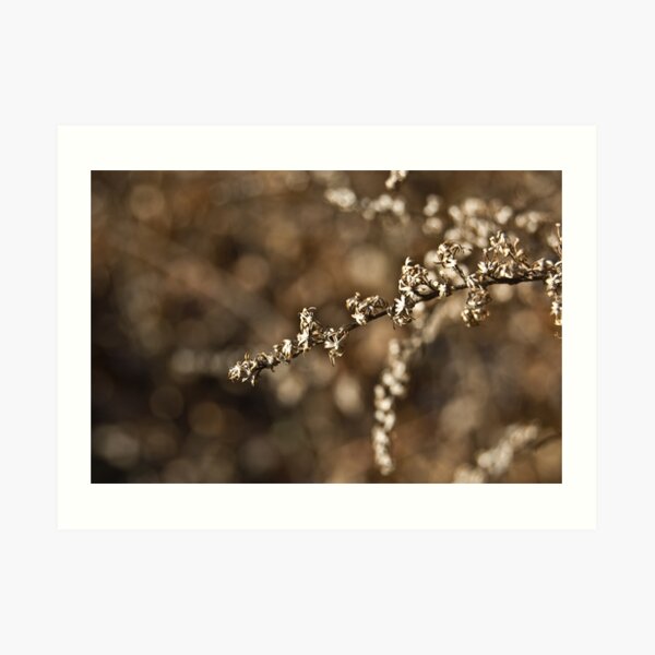 Autumn Flowers Art Print