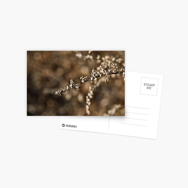 Autumn Flowers Postcard