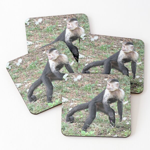 Item preview, vr 3469- 2/ finition 2023  singes : les Capucins à épaule blanches -  Okaio Créations Olavia-Olao designed and sold by o.okaïo.