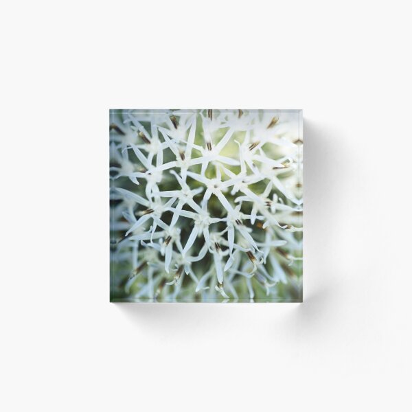 Beautiful White Cylindrical Flower Acrylic Block