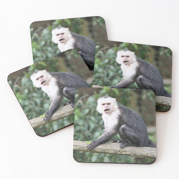 Item preview, vr 3468- 1/ finition 2023  singes : les Capucins à épaule blanches -  Okaio Créations Olavia-Olao designed and sold by o.okaïo.