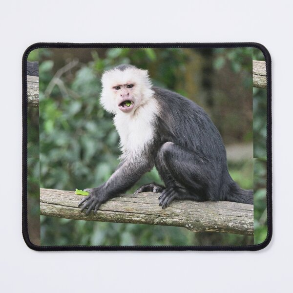 Item preview, vr 3468- 1/ finition 2023  singes : les Capucins à épaule blanches -  Okaio Créations Olavia-Olao designed and sold by o.okaïo.