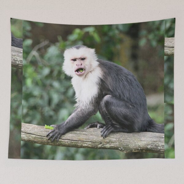 Item preview, vr 3468- 1/ finition 2023  singes : les Capucins à épaule blanches -  Okaio Créations Olavia-Olao designed and sold by o.okaïo.