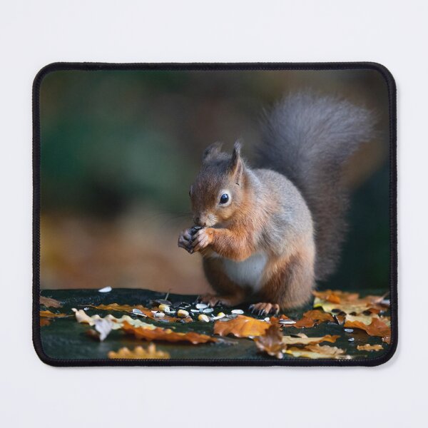 Item preview, Red Squirrel designed and sold by RedGrouse.