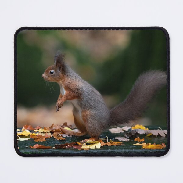 Item preview, Red Squirrel designed and sold by RedGrouse.