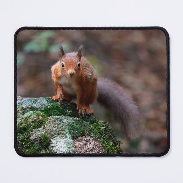 Item preview, Red Squirrel designed and sold by RedGrouse.