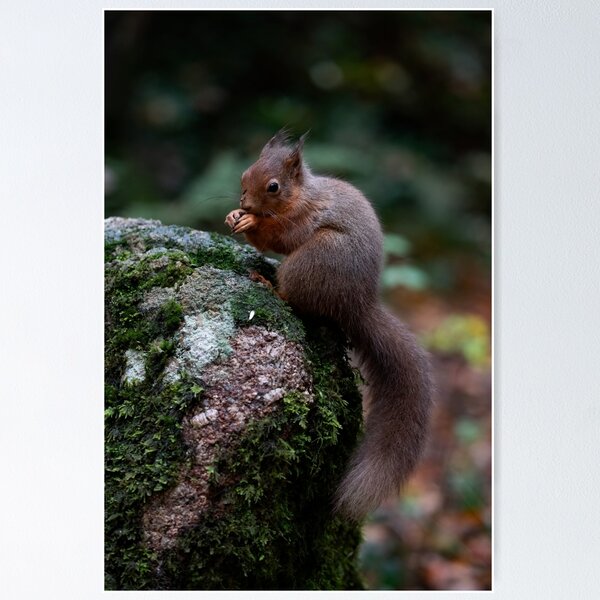 Item preview, Red Squirrel designed and sold by RedGrouse.