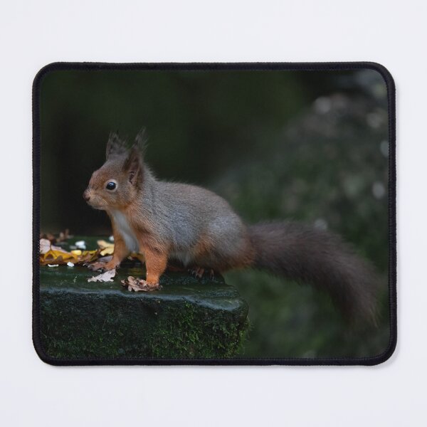 Item preview, Young Red Squirrel designed and sold by RedGrouse.