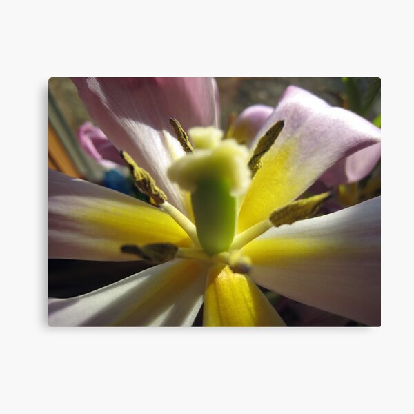 Tulip's Last Hurrah, II Canvas Print