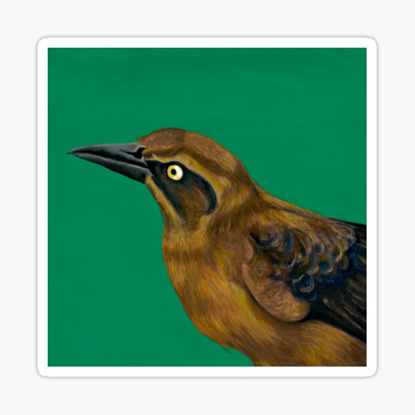 Female Grackle Sticker