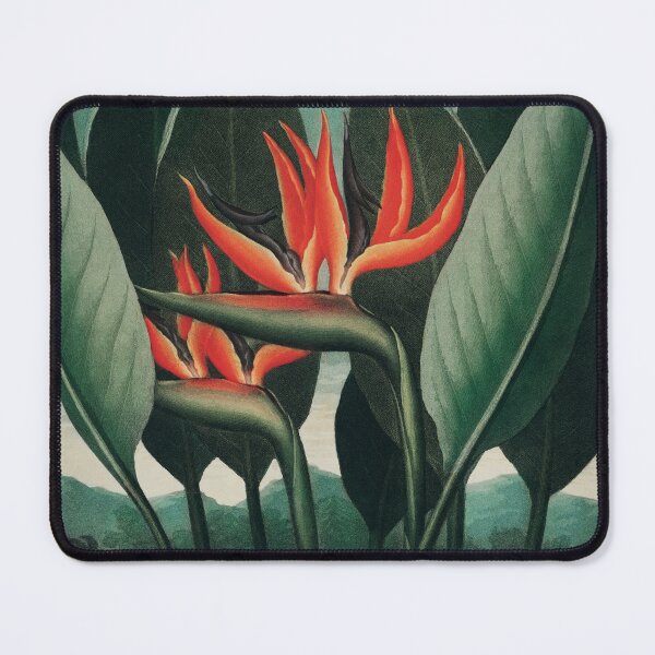 Item preview, The Queen Plant (Botanical Art from The Temple of Flora) designed and sold by Suzana Djordjevic.