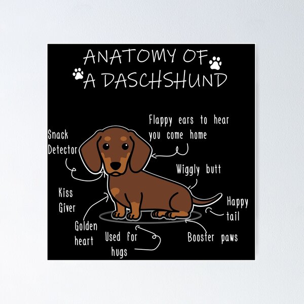 Item preview, Dachshund Anatomy - Funny Wiener Dog Mom Gift designed and sold by Petensity.