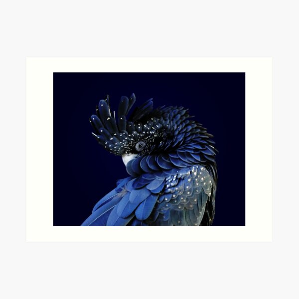 Fibonacci Cockatoo Art Print