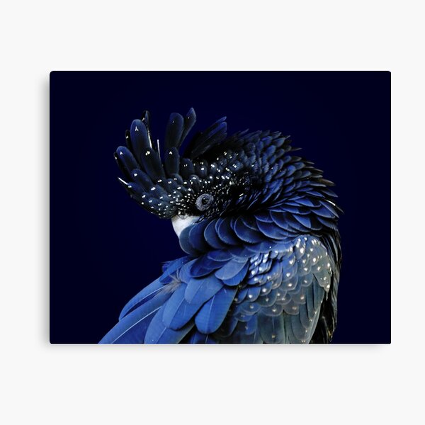 Fibonacci Cockatoo Canvas Print