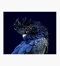 Fibonacci Cockatoo Photographic Print