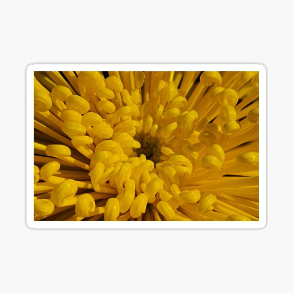 Yellow Aster Paeony Duchess Sticker