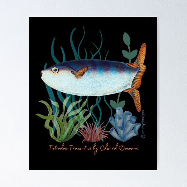 Item preview, Tetrodon Truncatus by Edward Donovan designed and sold by smirey designs.