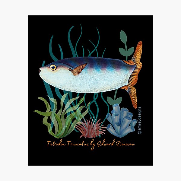 Item preview, Tetrodon Truncatus by Edward Donovan designed and sold by smirey designs.
