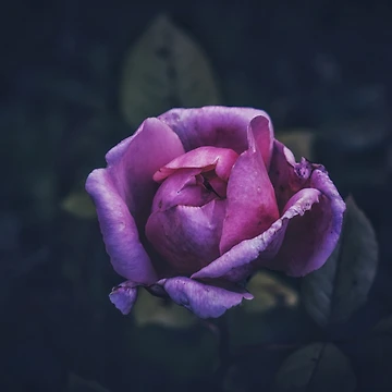 Artwork thumbnail, Pink Rose by Joanne Kendrick