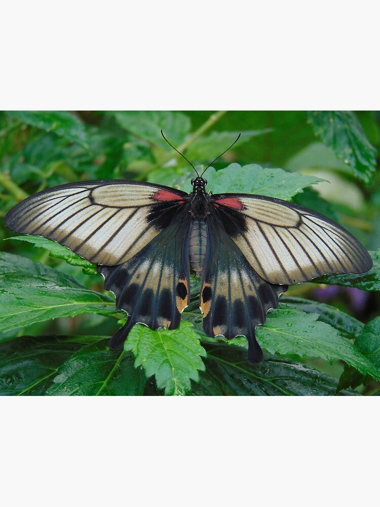 "Butterfly Butterfly Fly Away Home" Poster for Sale by altonbear