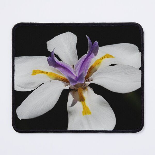 Item preview, White Iris Flower With Purple Heart designed and sold by Joy Watson - Natural Light Photography .