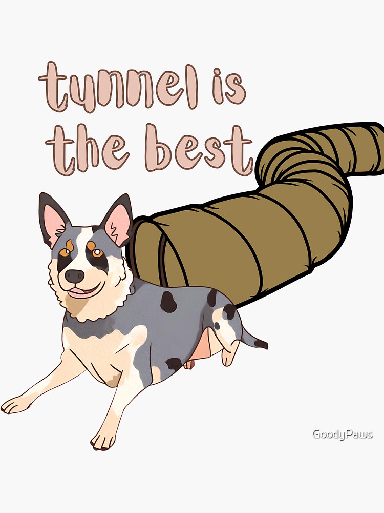 Smooth Border Collie Dog make agility tunnel is the best